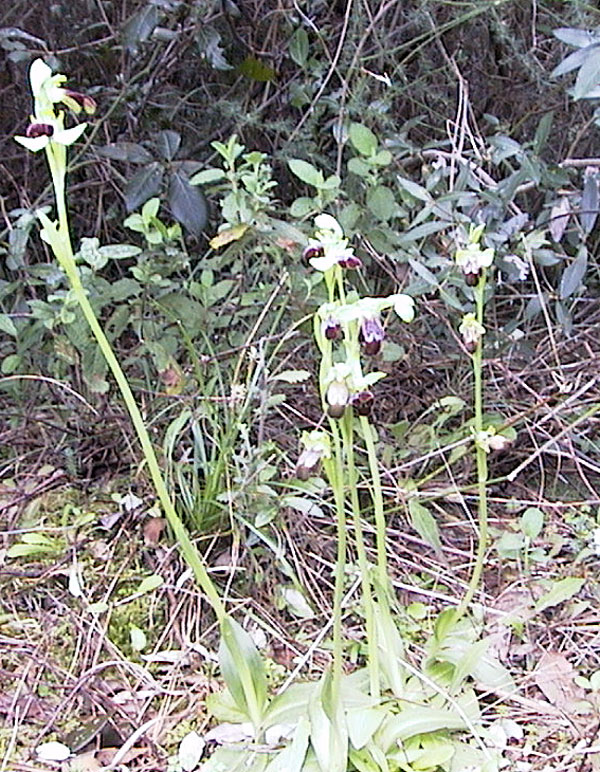 Plathanthera chlorantha  &  .......