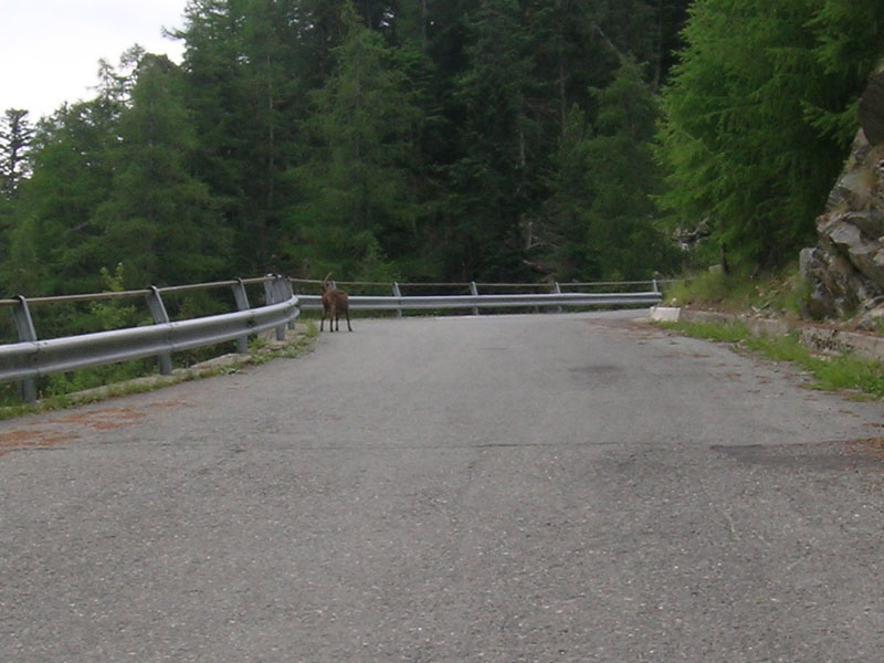 Incontro con una capra