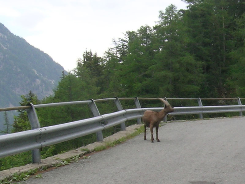 Incontro con una capra