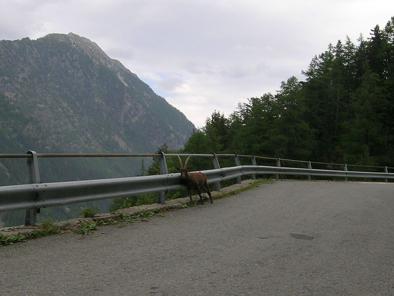 Incontro con una capra