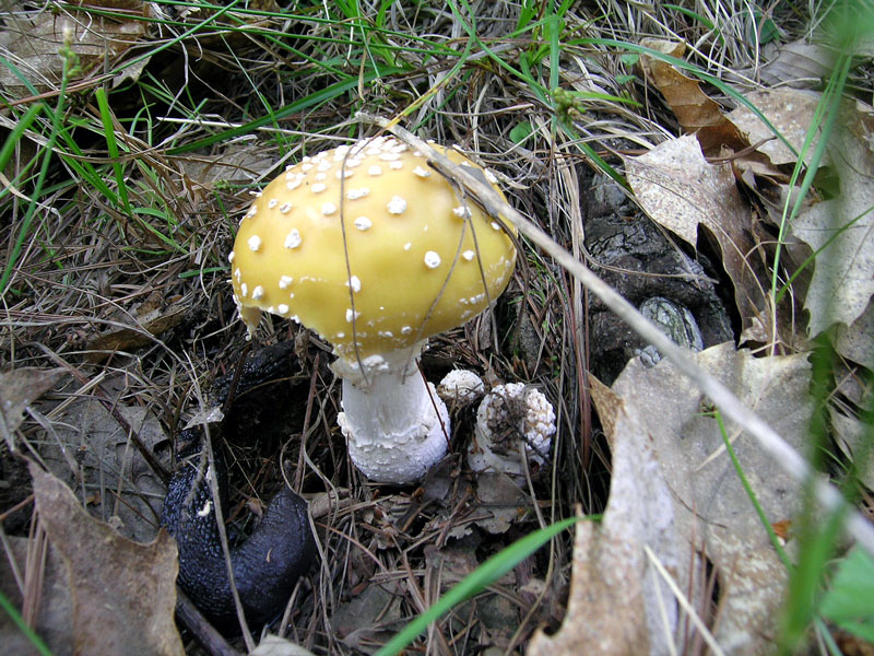 Amanita junquillea fo. junquillea.Non commestibile