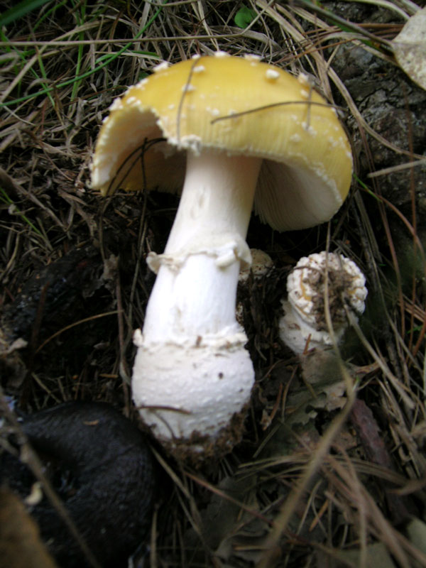 Amanita junquillea fo. junquillea.Non commestibile