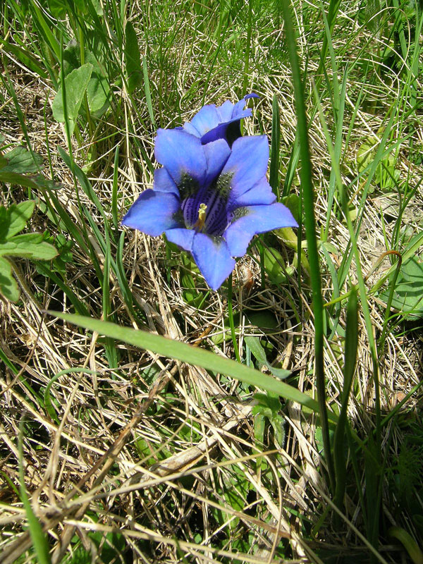 Gentiana acaulis / Genziana di Kock