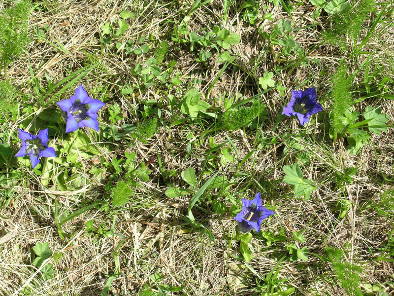 Gentiana acaulis / Genziana di Kock