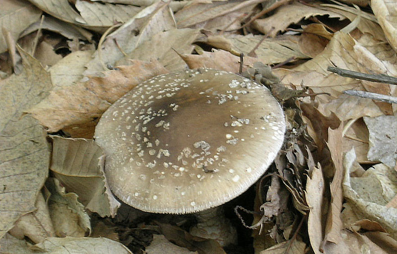 Amanita pantherina