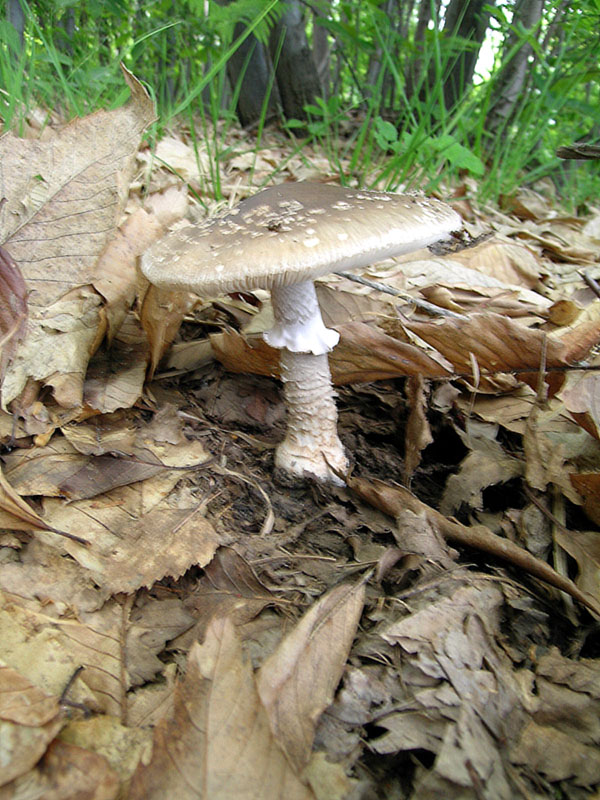 Amanita pantherina