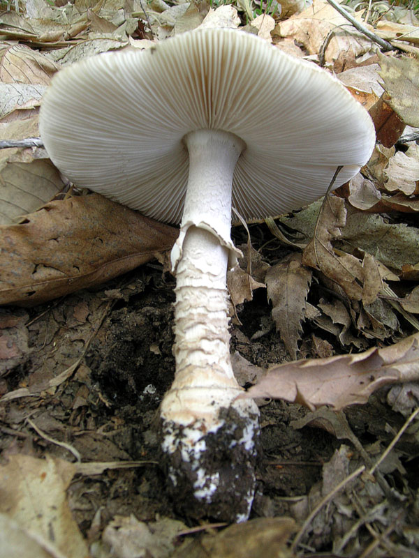 Amanita pantherina