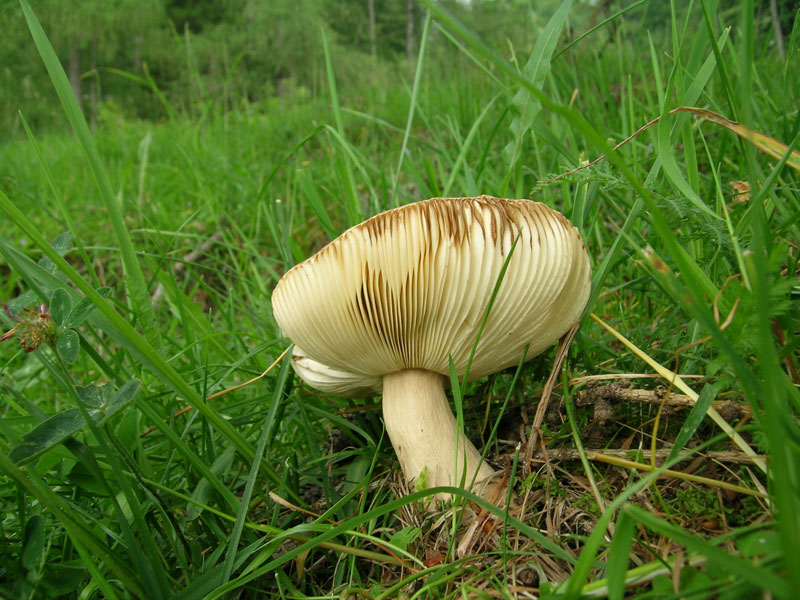 Russula