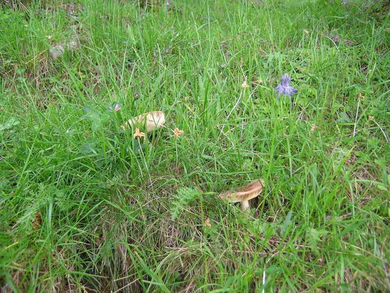 Russula