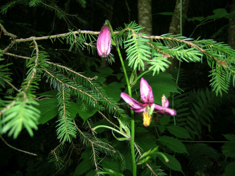 Lilium martagon / Giglio Martagone