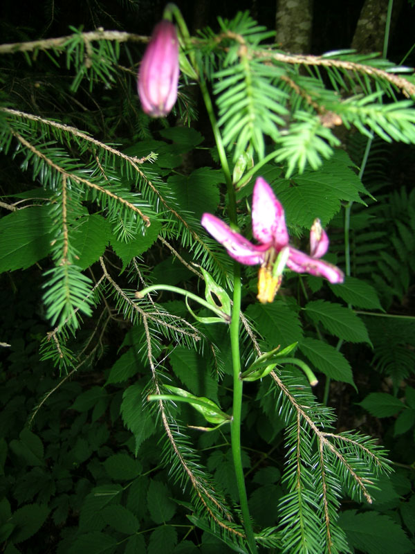 Lilium martagon / Giglio Martagone