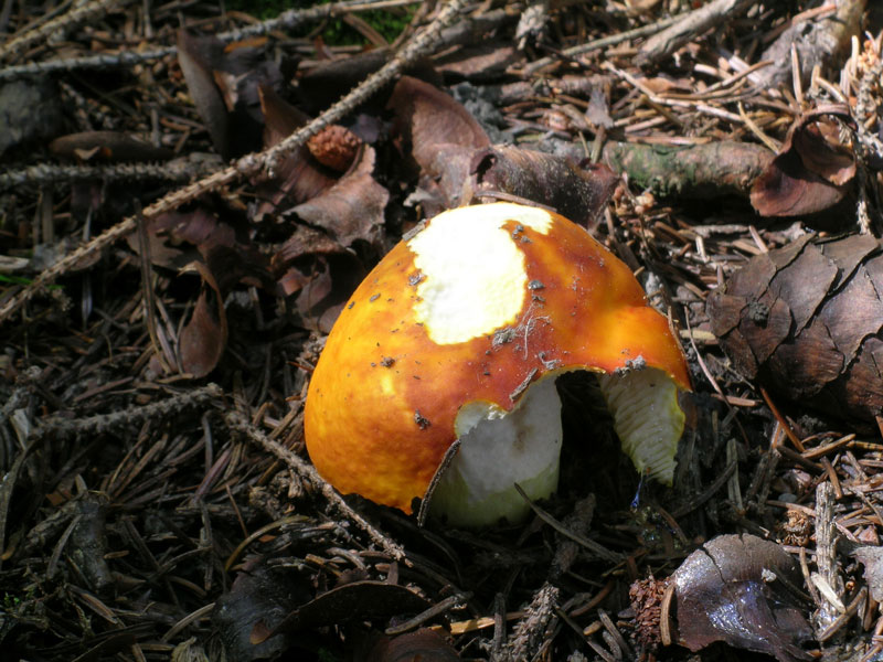 Russula aurea