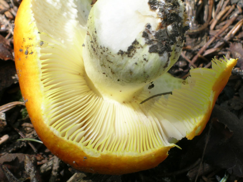 Russula aurea