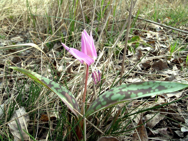 Erythronium dens-canis / Dente di cane