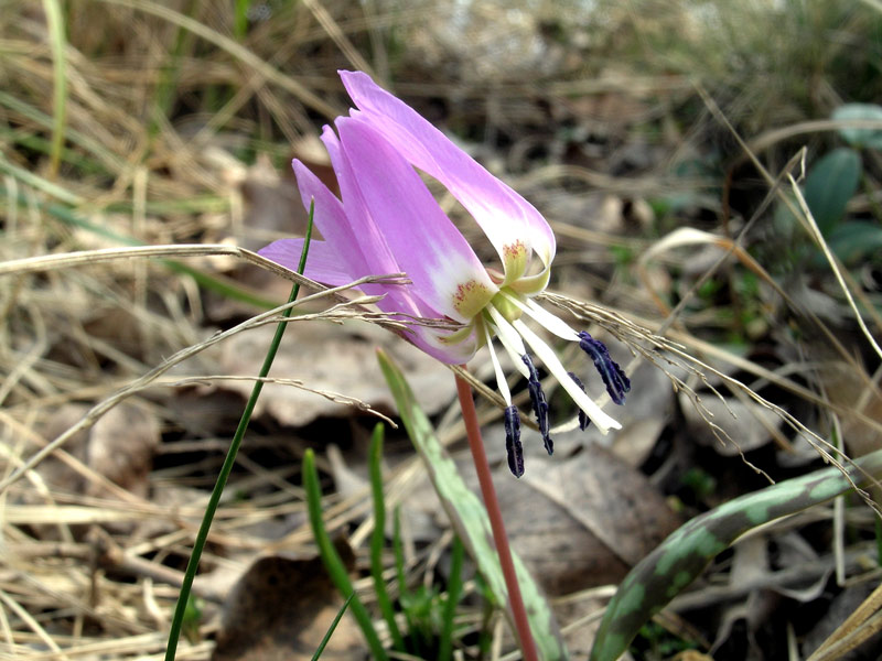 Erythronium dens-canis / Dente di cane