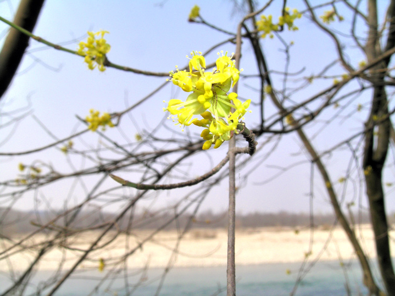 Cornus mas / Corniolo maschio