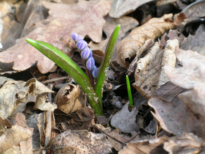 Scilla bifolia / Scilla silvestre