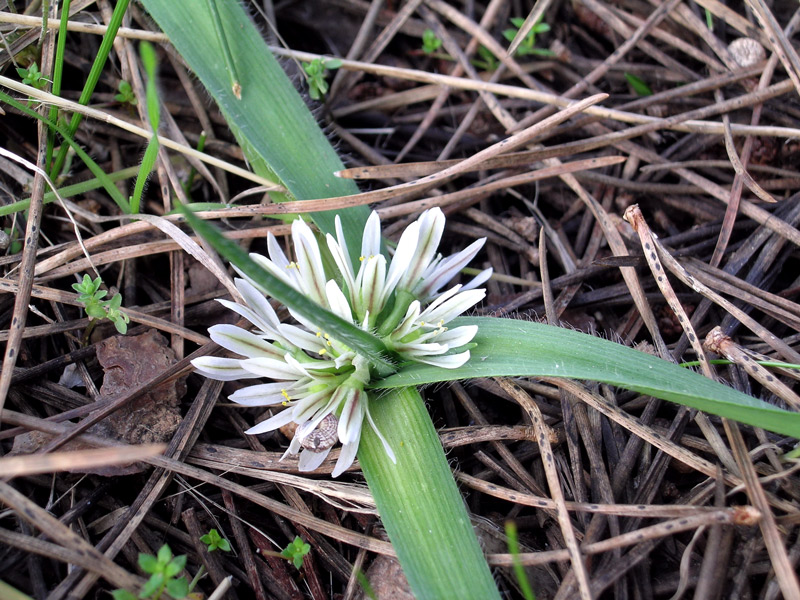 Androcymbium europaeum...No, Allium chamaemoly