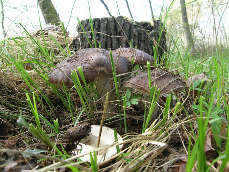 Pluteus cervinus