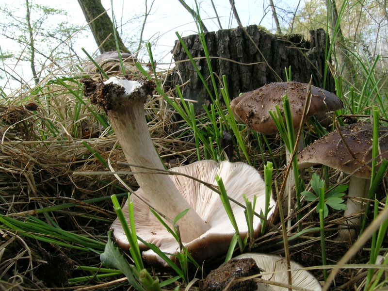 Pluteus cervinus