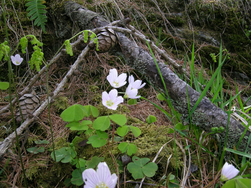 Oxalis acetosella / Acetosella dei boschi