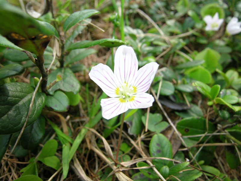 Oxalis acetosella / Acetosella dei boschi