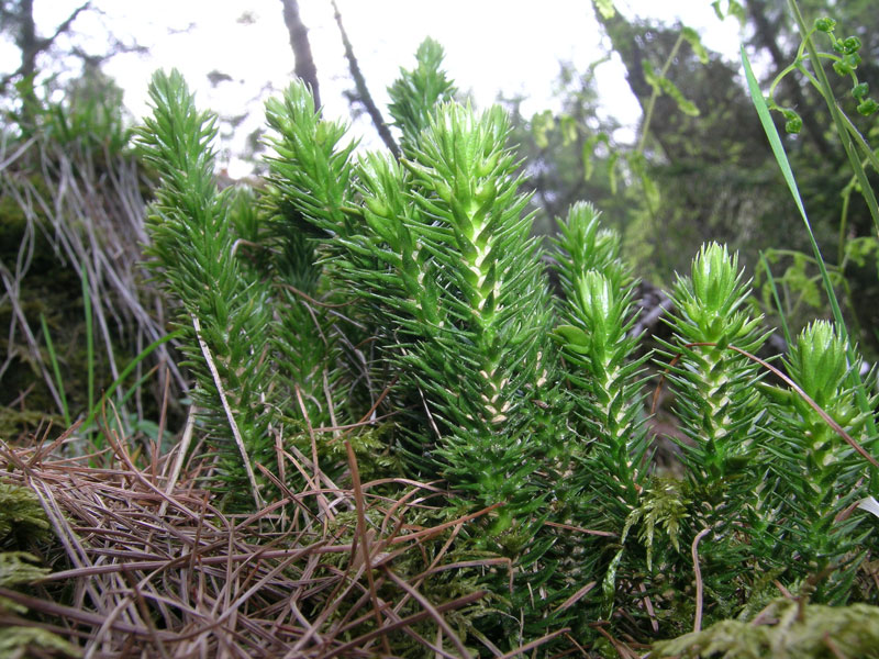 Oxalis acetosella / Acetosella dei boschi