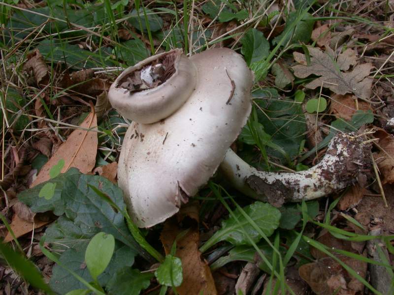 Un Agarico curioso....(forma teratologica)