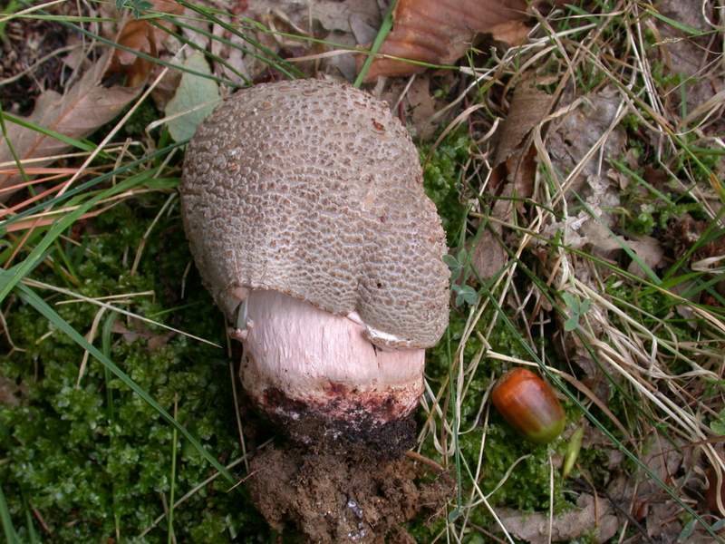 Amanita rubescens