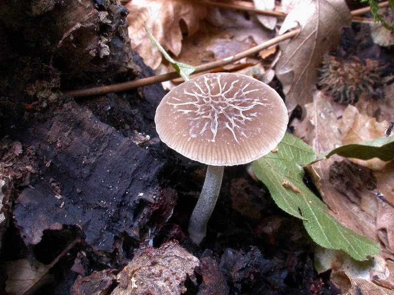 Pluteus thomsonii