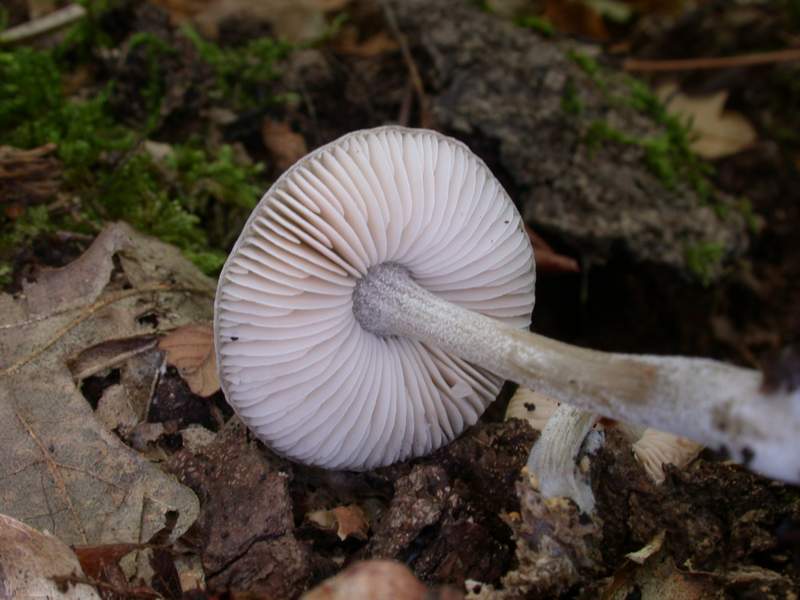 Pluteus thomsonii