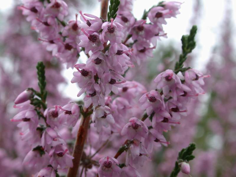 Calluna vulgaris / Brugo