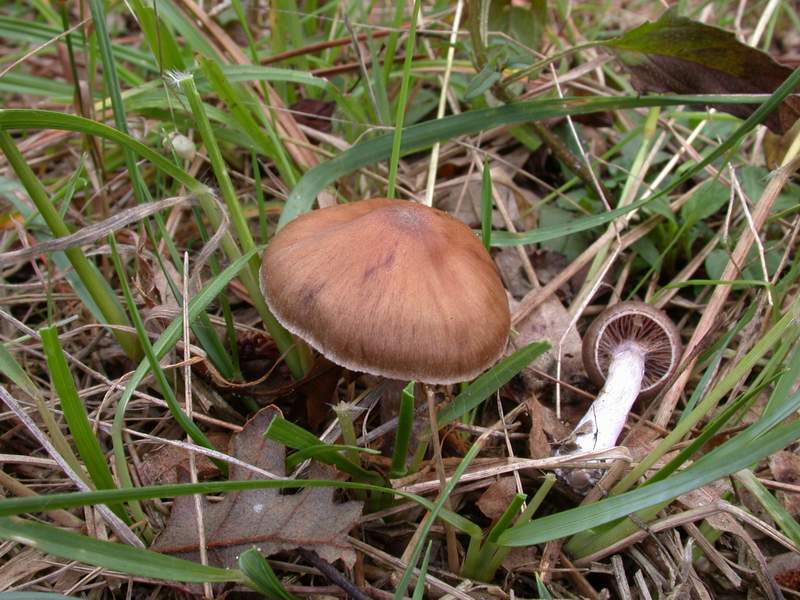 Cortinarius sp.....