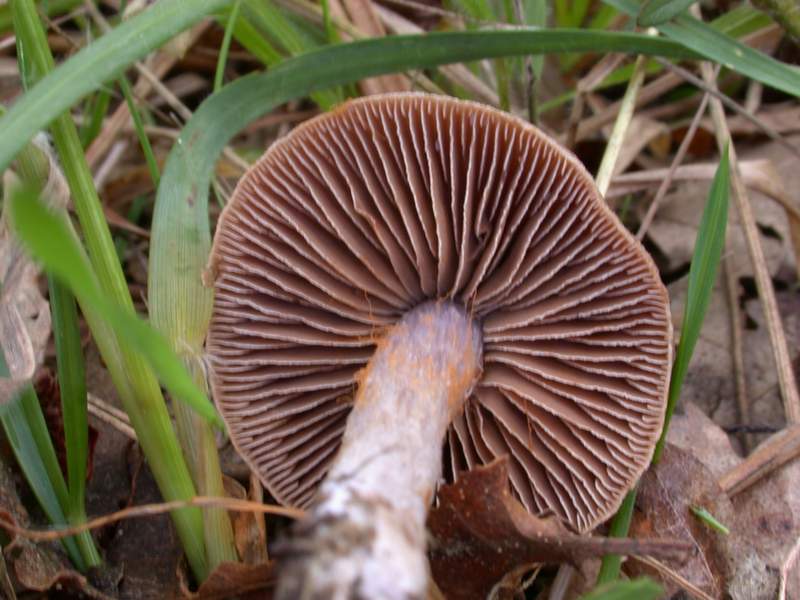 Cortinarius sp.....