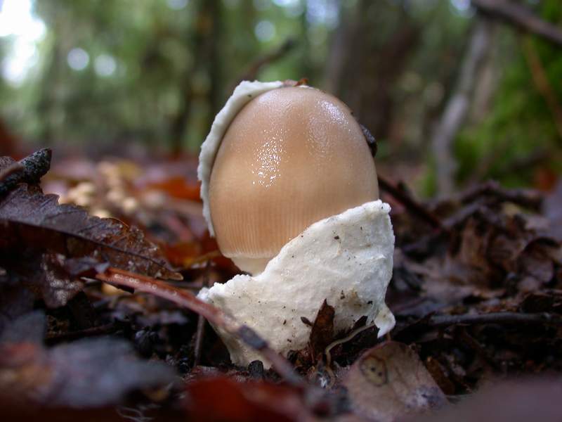 Un Amanita............