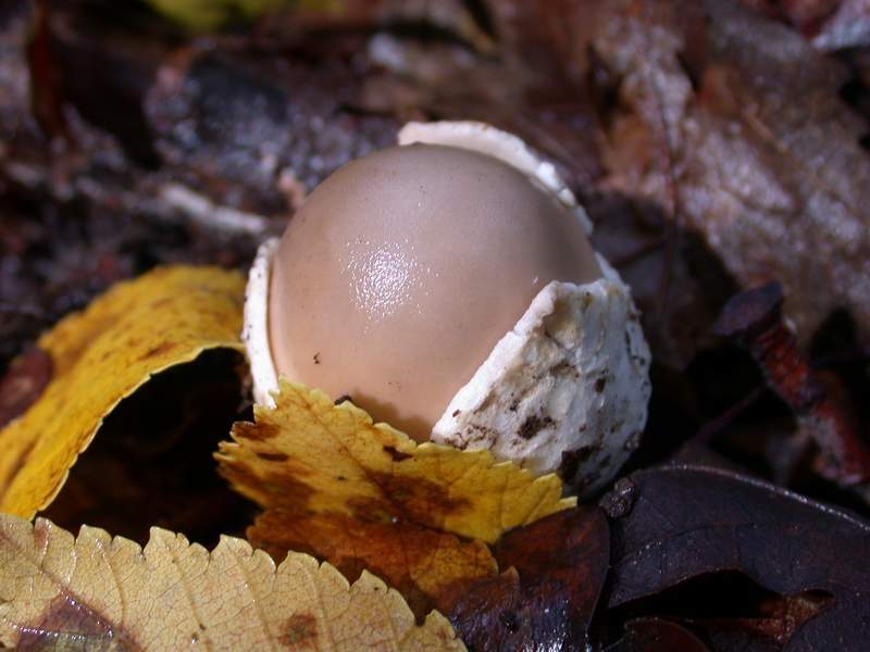 Un Amanita............