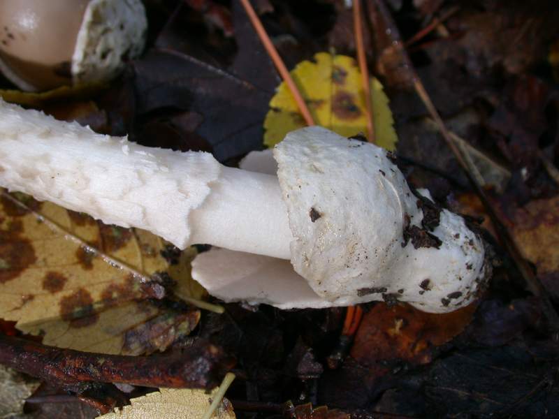 Un Amanita............