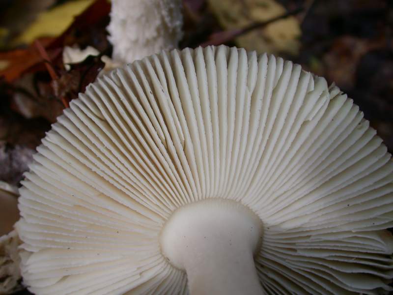 Un Amanita............