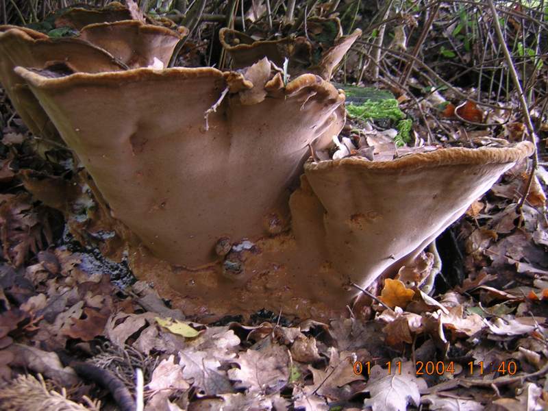 A proposito di poliporacea.....(Phellinus torulosus)