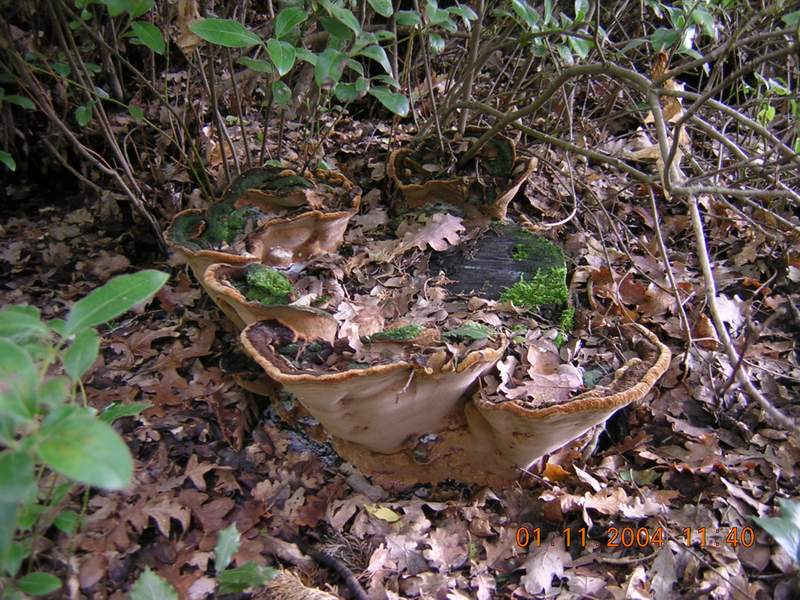 A proposito di poliporacea.....(Phellinus torulosus)