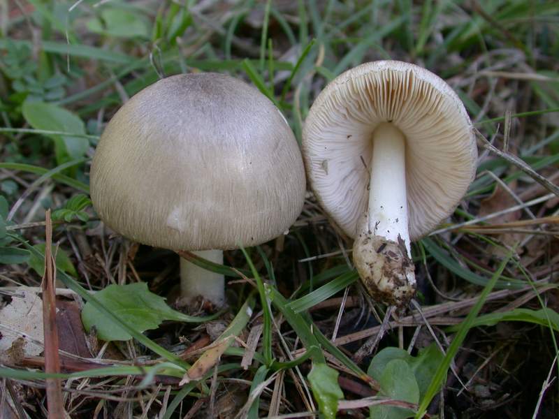 Volvariella.