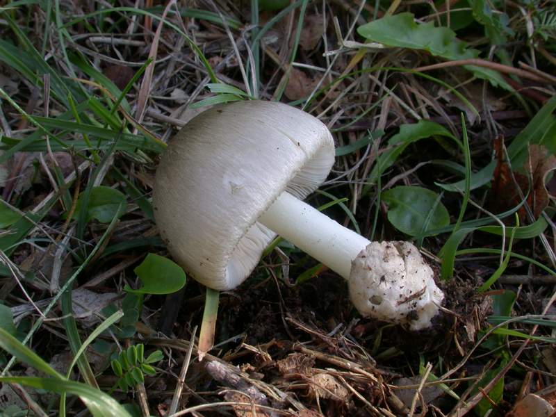 Volvariella.