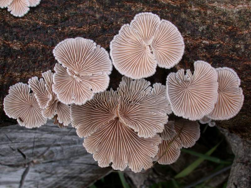 Schizophyllum commune