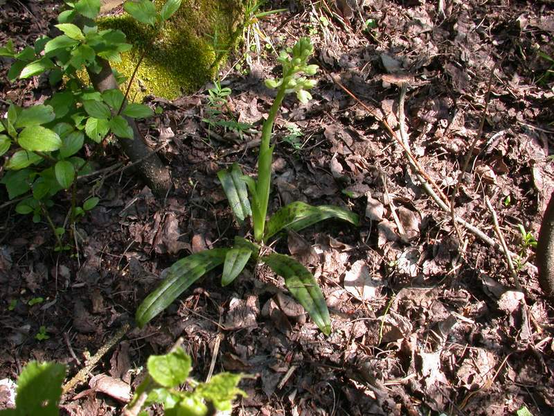 Orchis provincialis