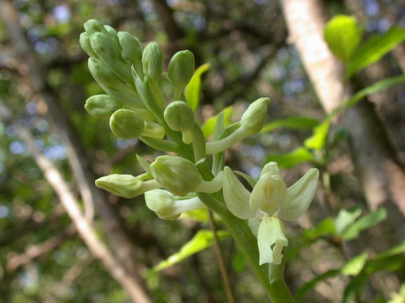 Orchis provincialis