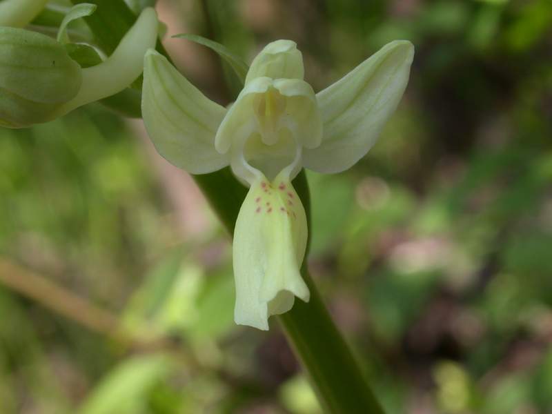 Orchis provincialis