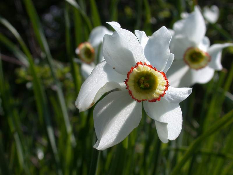 Narcissus poeticus / Narciso selvatico