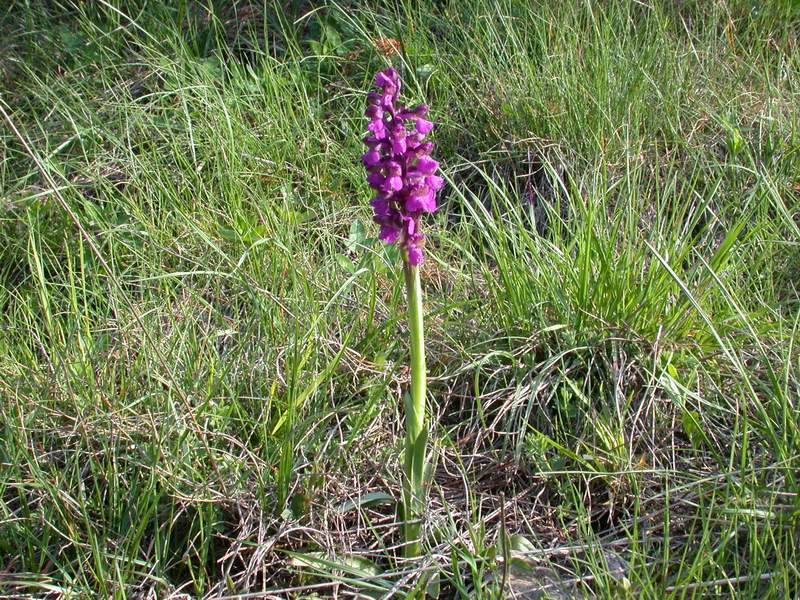 Orchis morio