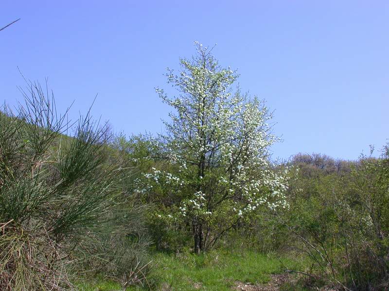 Pyrus pyraster