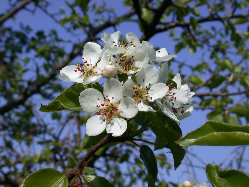 Pyrus pyraster